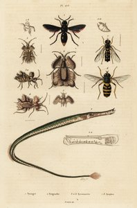 Guêpe potière, poisson-trompette, punaise dorée et syrphe, 1834-1839 - Unbekannter Künstler