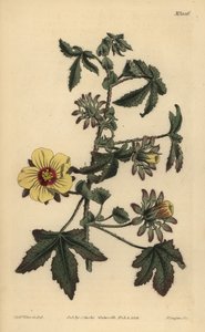 Hibiscus surattensis