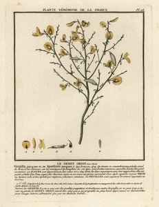 Genêt purgatif, Cytisus purgans - Unbekannter Künstler