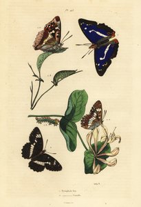 Grand mars changeant, Apatura iris, et petit mars changeant, Limenitis camilla
