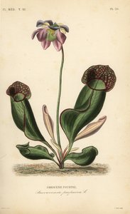 Sarracénie pourpre, Sarracenia purpurea