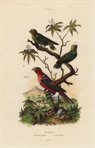Perroquet pygmée, Micropsitta pusio, et lori à calotte noire, Lorius lorry - Unbekannt