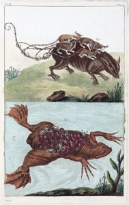 Rat et crapaud, transportant leur portée sur le dos