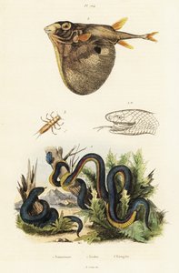 Serpent noir à ventre rouge et poisson-globe à trois dents