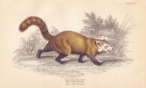 Panda roux, Ailurus fulgens. Vulnérable. D