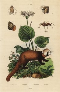 Panda roux, Ailurus fulgens, en danger, lys de Noël du nord, Proiphys amboinensis, escargot de rivière, Viviparus viviparus, et araignée, espèce Palpimanus