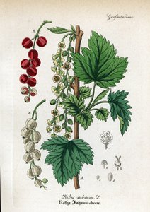 Groseille, Ribes rubrum
