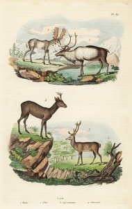 Renne, Rangifer tarandus 1, élan, Alces alces 2, cerf élaphe, Cervus elaphus 3, et chevreuil européen, Capreolus capreolus 4 - Unbekannt