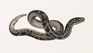 Reptiles : un serpent de Thébaïde