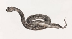 Reptiles : Une vipère