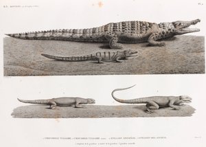 Reptiles : crocodiles et stellions