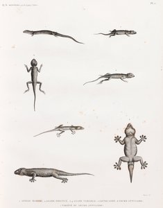 Reptiles : lézards et geckos