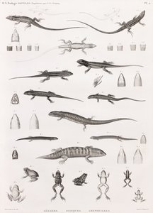 Reptiles : série d