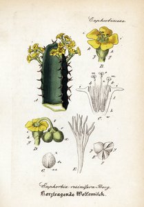 Euphorbe résineuse, Euphorbia resinifera. Gravure sur cuivre coloriée à la main de Hand-Atlas sammtlicher mediinisch-pharmaceutischer Gewachse de Dr. Willibald Artus