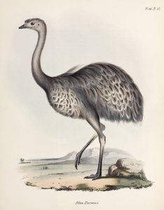 Rhéa, Amérique du Sud, vers 1832-1836 - Unbekannter Künstler