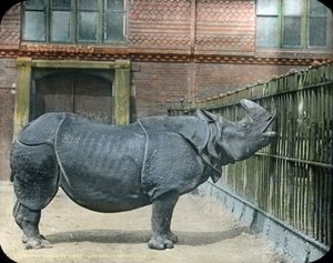 Rhinocéros
