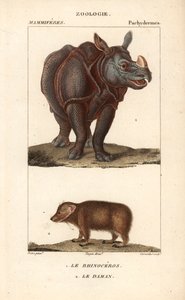 Rhinocéros et daman ou clade - Unbekannter Künstler
