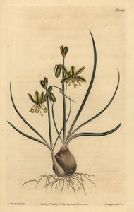 Albuca vittata