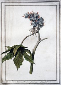 Ricinus communis