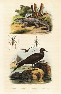 Agame des rochers et labbe parasite (1834-1839) (gravure)