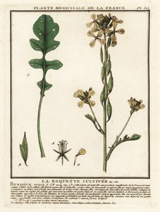 Roquette, Eruca vesicaria