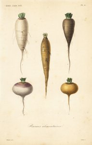 Racines alimentaires