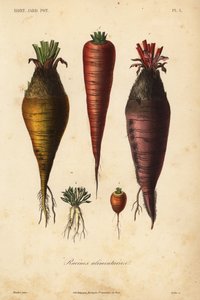 Racines alimentaires - Unbekannt