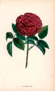 Rose du Roi, un hybride issu de la rose de Portland, Rosa portlandica