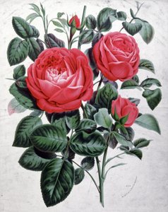 Roses, vers 1850 (gravure)