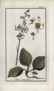 Pyrole à feuilles rondes (Pyrola rotundifolia). Lithographie de « Afbeelding der Artseny-Gewassen » par Johannes Zorn (1739-1799), Pays-Bas - Unbekannter Künstler