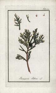 Genévrier sabine (Juniperus sabina). Lithographie de « Afbeelding der Artseny-Gewassen » par Johannes Zorn (1739-1799), Pays-Bas