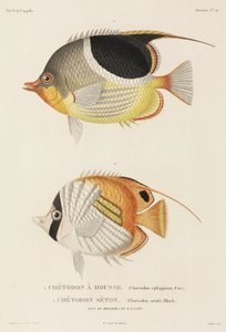 Poissons-papillons à selle et Auriga, Pacifique Sud