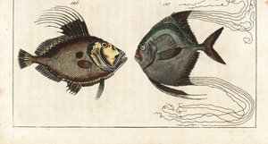 Pierre de Saint (ou poule de mer, dorée ou zee) - fil de cordonnier (ou carangue à plumes) - Saint-Pierre, Zeus faber 126, et pompaneau africain, Alectis ciliaris 127