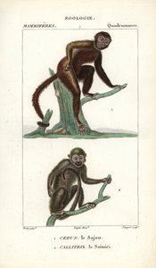 Sajou ou saphogano ou capucin et saimiri ou singe écureuil