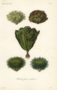 Légumes pour salades - Unbekannt