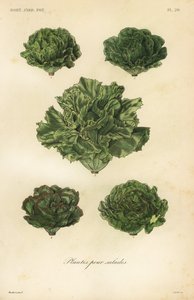 Légumes pour salades