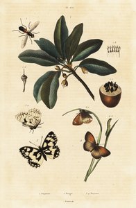 Sapotille et papillons de nuit - Unbekannter Künstler