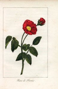 Rose de Provence écarlate, rose de Provins, Rosa gallica. Gravure sur cuivre coloriée à la main d