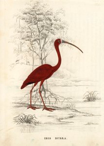 Ibis rouge, Eudocimus ruber (Ibis rubra). Gravure sur acier colorée à la main de la Galerie d