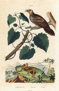 Grillon Schizodactylus monstrosus, guacharo, Steatornis caripensis, et liane Mikania guaco