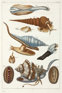 Créatures marines