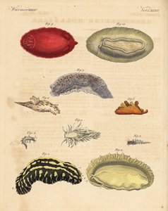Limaces de mer: Phyllidia varicosa 1,2, Tergipes limacina 3,4, Aeolidia papillosa 5, Scyllaea pelagica 6, Tritonia hombergii 7, Polycera quadrilineata 8, et Platydoris argo 9,10. Gravure sur cuivre coloriée à la main de Bilderbuch fur
