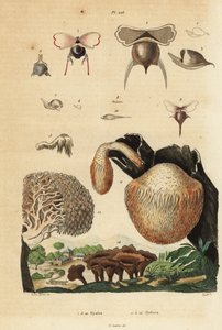 Escargots de mer, Diacavolinia limbata et Diacria trispinosa, et champignons Hydnum, hydne sinué, Hydnum repandum, hydne coralloïde, Hericium coralloides, etc. - Unbekannt