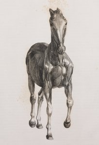 Deuxième couche disséquée d