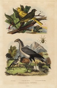 Messager sagittaire, Sagittarius serpentarius, canaris sauvages et apprivoisés, Serinus canaria
