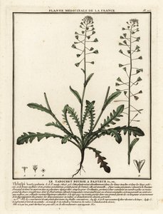 Capselle bourse-à-pasteur, Capsella bursa-pastoris - Unbekannter Künstler