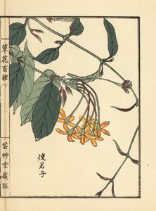 Shikunshi, chèvrefeuille chinois ou liane de Rangoon, Combretum indicum. De Kusa Bana Hyakushu (Cent Variétés de Fleurs), Tokyo, Yamada