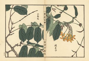 Shikunshi, chèvrefeuille chinois ou liane de Rangoon, Combretum indicum (Quisqualis indica). De Kusa Bana Hyakushu (Cent Variétés de Fleurs), Tokyo, Yamada
