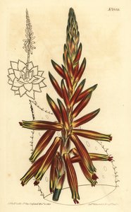 Aloe à feuilles courtes