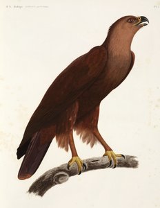 Aigle criard, Égypte - Unbekannter Künstler